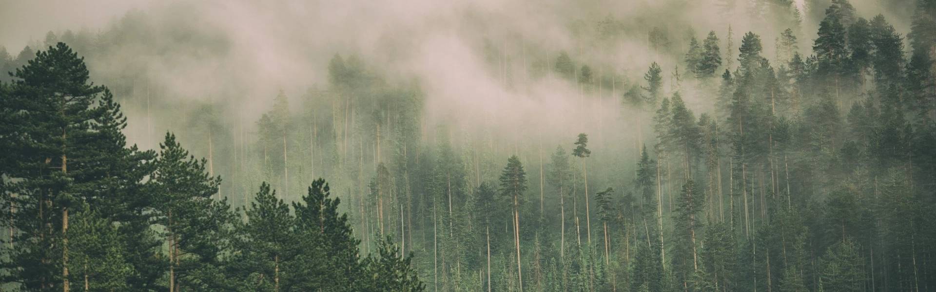 zamglony las